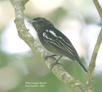 White-winged Becard - Pachyramphus polychopterus