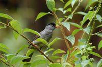 Madagascar Bulbul - Hypsipetes madagascariensis