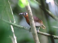 Song Wren - Cyphorhinus phaeocephalus