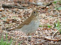 Veery - Catharus fuscescens