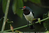 Brown-throated Wattle-eye - Platysteira cyanea