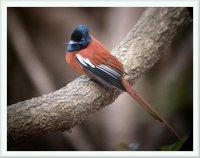 Black-headed Paradise-Flycatcher - Terpsiphone rufiventer