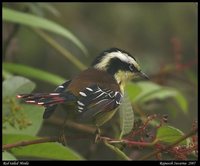 Red-tailed Minla - Minla ignotincta