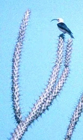 Sickle-billed Vanga - Falculea palliata