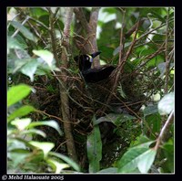 Long-tailed Paradigalla - Paradigalla carunculata
