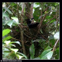 Long-tailed Paradigalla - Paradigalla carunculata