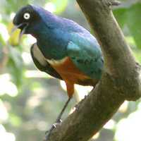 Superb Starling - Lamprotornis superbus