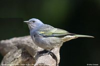 Golden-chevroned Tanager - Thraupis ornata