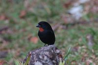 Lesser Antillean Bullfinch - Loxigilla noctis