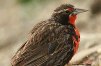 Long-tailed Meadowlark, male