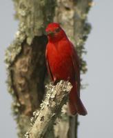 Summer Tanager-3.jpg