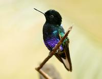 Velvet-purple coronet