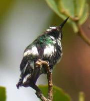 Green Thorntail (Discosura conversii)