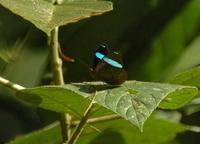 Butterfly 2  