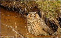 Long-eared Owl Asio otus