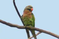 25. 붉은가슴앵무 (緋胸 鸚鵡) Psittacula alexandri Red-breasted Parakeet