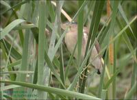 Chinese Little Bittern Lyxobrychus sinensis 덤불해오라기