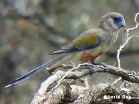 Blue Bonnet