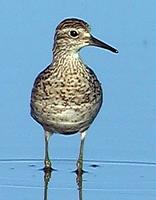 Sharp-tailed Sandpiper