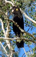 Yellow-tailed Black Cockatoo, Calyptorhynchus funereus, Coolum, Queensland, July 2004. Photo © B...