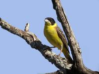 Bruant          mélanocéphale (Emberiza melanocephala)