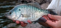 White Crappie (Sunfish) Pomoxis annularis