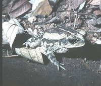 : Bufo luetkenii