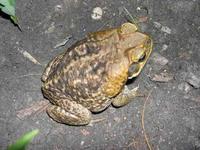: Bufo marinus; Cane Toad, Female.