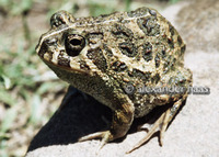 : Odontophrynus americanus