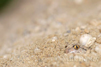 : Pelobates fuscus; Common Spadefoot