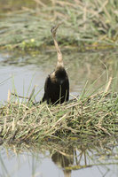 : Anhinga rufa; African Darter