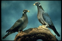 : Columba fasciata; Bandtailed Pigeons