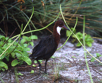 : Dryolimnas cuvieri; White-throated Rail