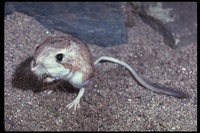 : Dipodomys deserti; Desert Kangaroo Rat