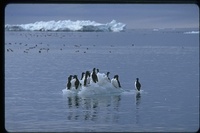 : Uria lomvia; Thick Billed Murres