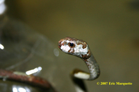 : Aplopeltura boa; Blunt Headed Slug Eating Snake