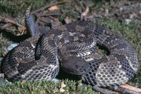 : Crotalus horridus; Timber Rattlesnake