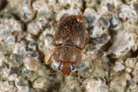 : Carpophilus obsoletus