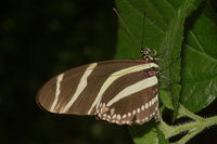 : Heliconius charitonius