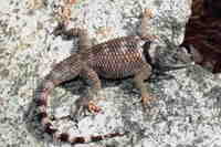 : Sceloporus poinsettii; Crevice Spiny Lizard