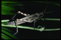 : Schistocerca nitens; Gray Bird Grasshopper