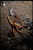 : Ophioplocus esmarki; Brittle Star