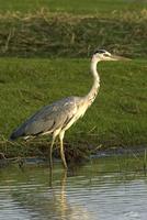 Ardea cinerea   Grey Heron photo