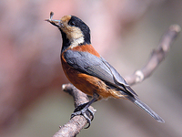 곤줄박이 Parus varius varius | varied tit