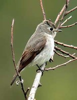 쇠솔딱새 Muscicapa dauurica | brown flycatcher