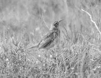 The Dupont's lark is a rare and specialized steppe passerine.
