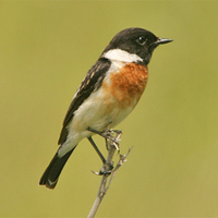 Siberian Stonechat