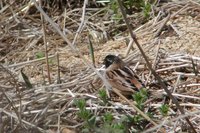 Ochre-rumped Bunting Emberiza yessoensis