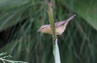 バフイロムシクイ Buff-throated Warbler Phylloscopus subaffinis