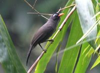 クロガビチョウ Black Laughingthrush Garrulax lugubris